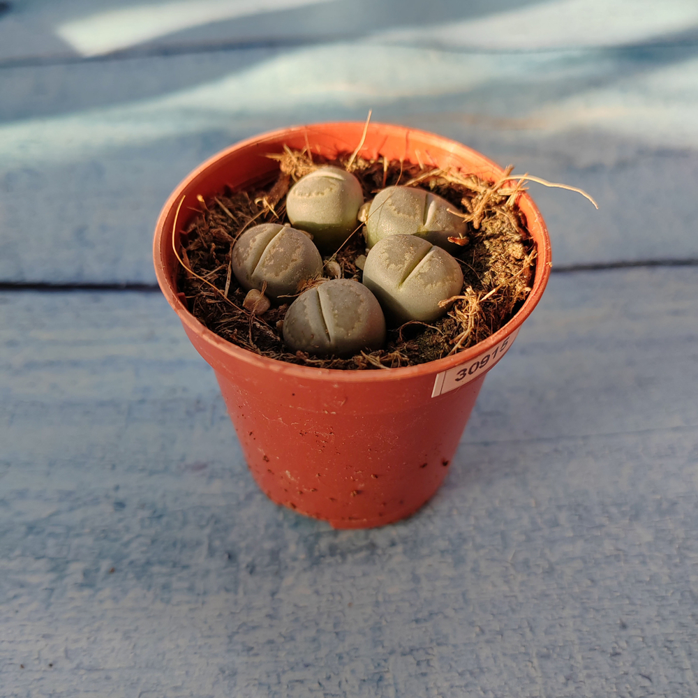 Lithops sp. (Литопсы)