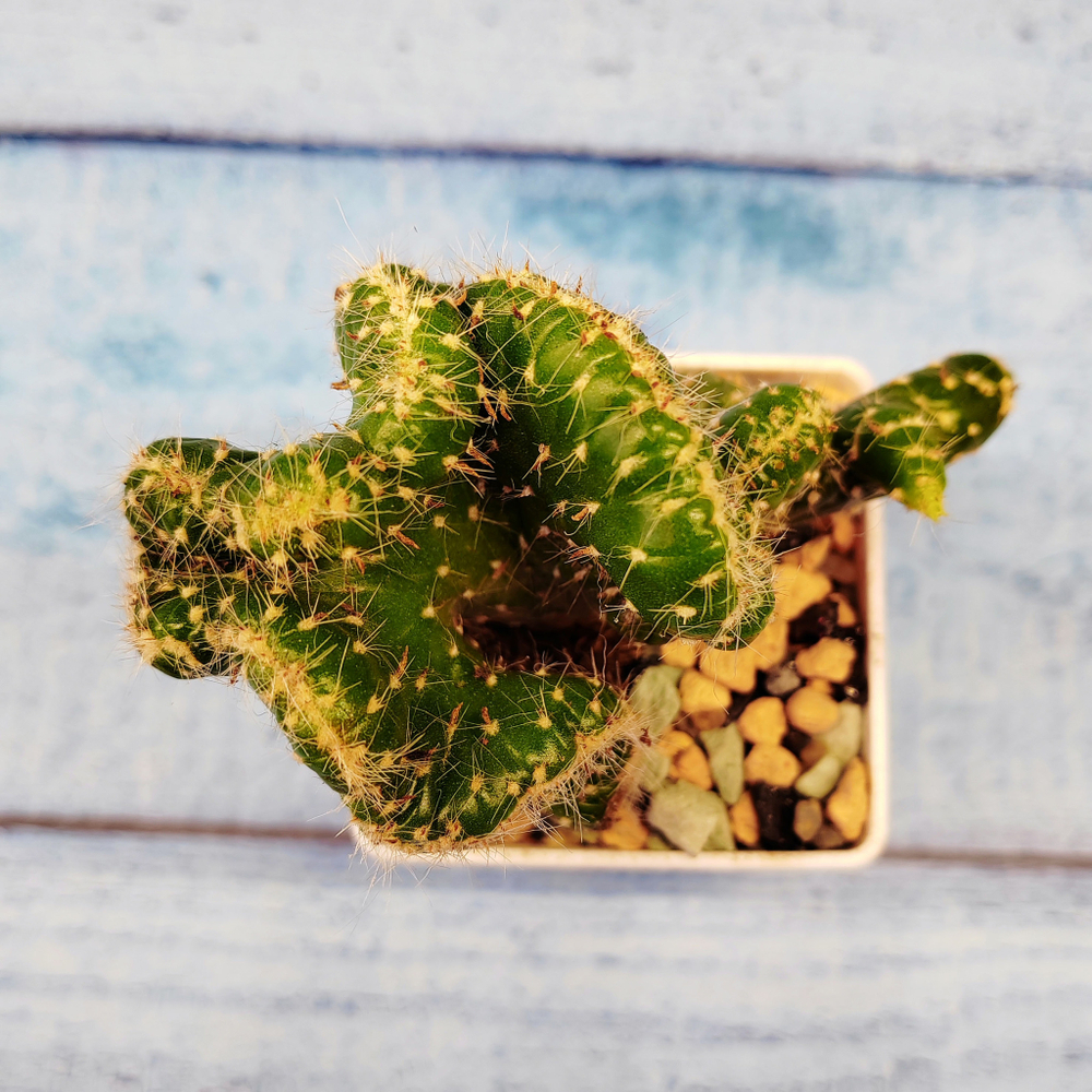 Opuntia cylindrica cristata (Опунция кристатная)