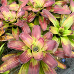 Неорегелия RAY'S BLACK NIGHT