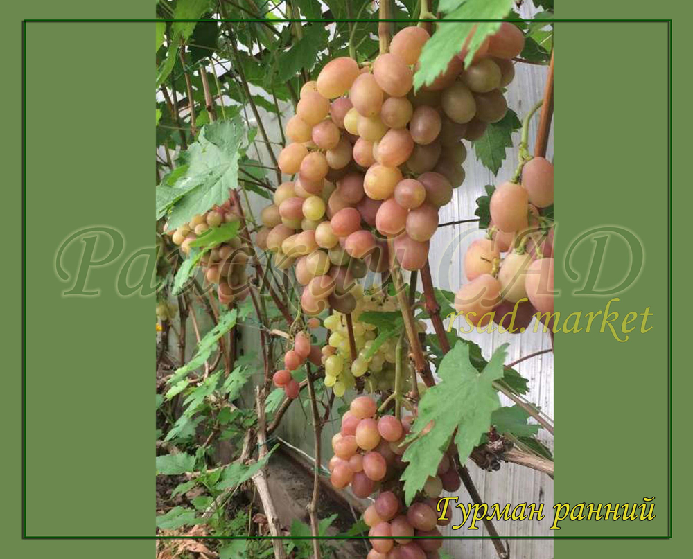 Виноград Гурман Ранний