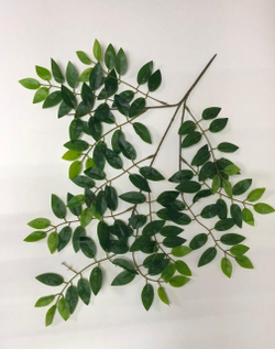 Листья фикус мелколистный