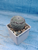 Mammillaria microthele superfina (Маммилярия)