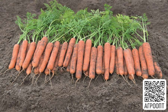 Мокум F1 семена моркови нантской (Bejo / Бейо) урожай в поле – фото 4