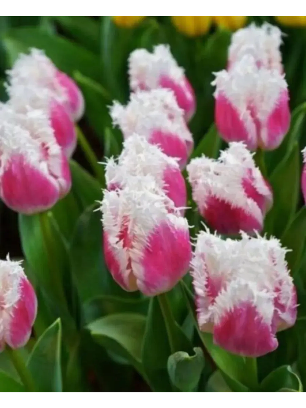 Тюльпаны Hawaii 4 шт, набор луковиц