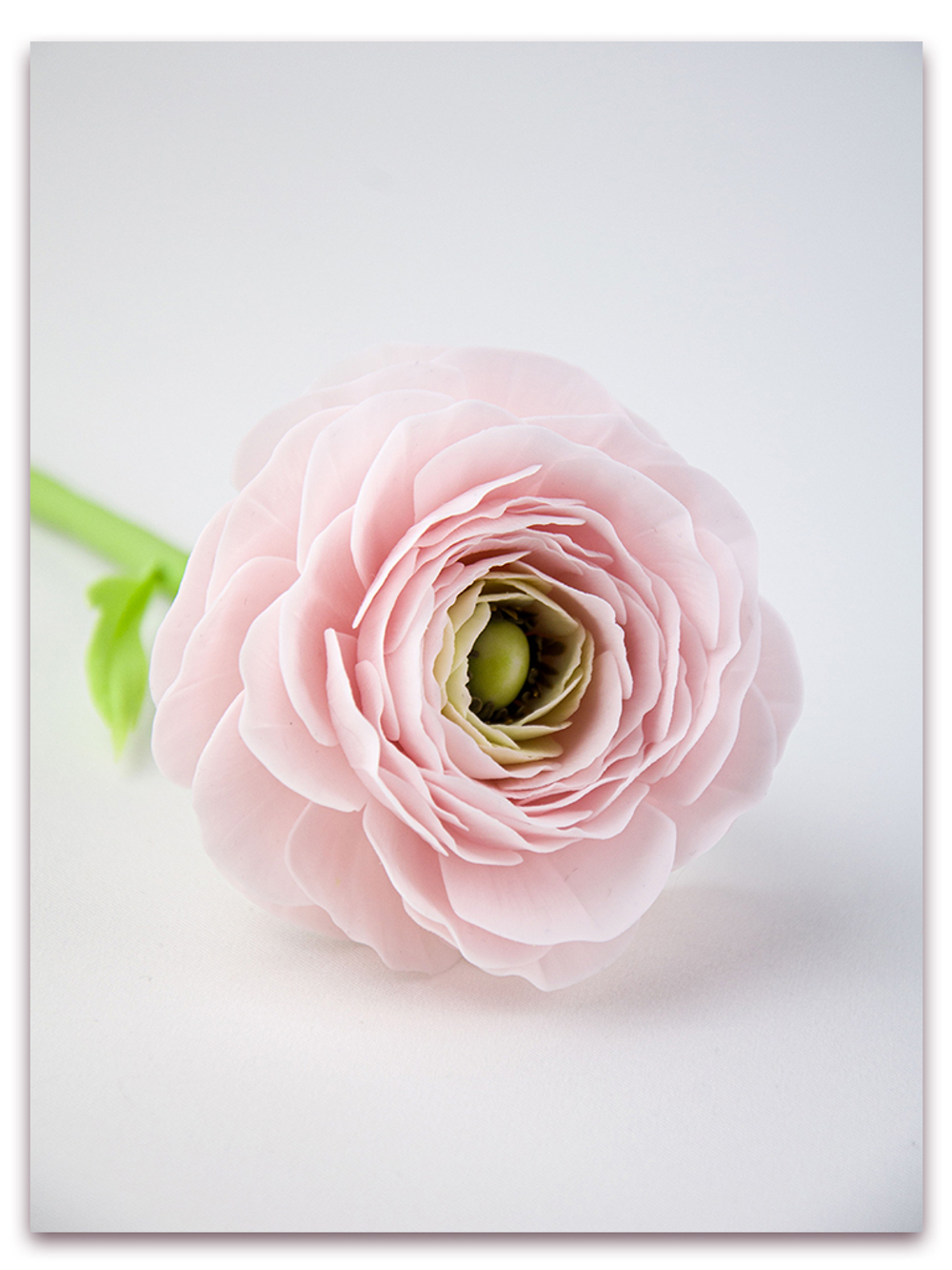 Лепестки ранункулюса