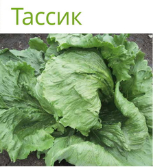 Тассик семена салата кочанного маслянистого (Seminis / Семинис)