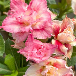 Адениум CHULA MANEE