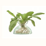 Ваза canopy, 9,5 см