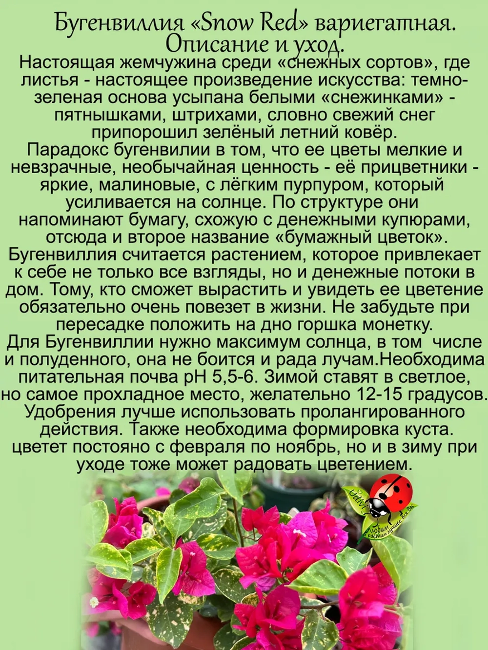 Бугенвилия Сноу Ред денежный цветок