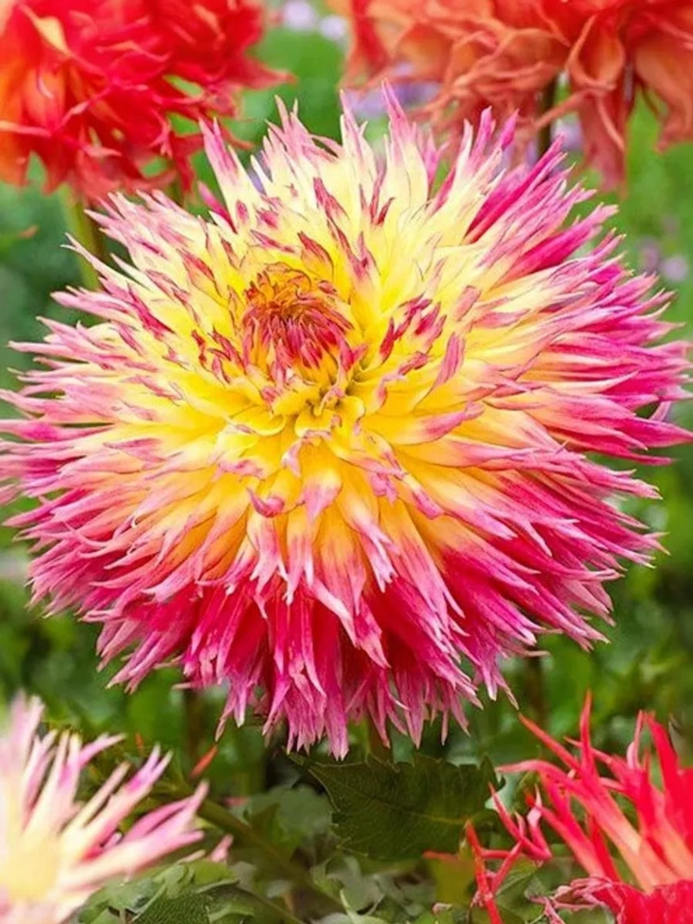 Георгин кактусовидный Линдсэй Мишель