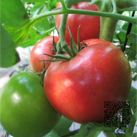 Пинк_Калибр_F1_семена_томата_индетерминантного_Sakata – фото 1