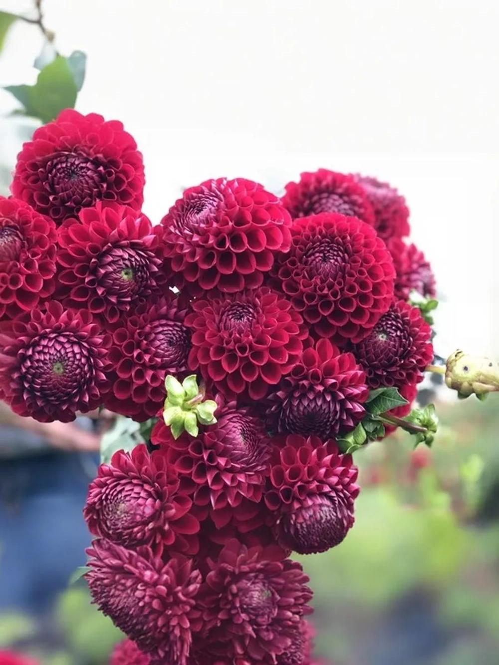 Георгин помпонный Корнел