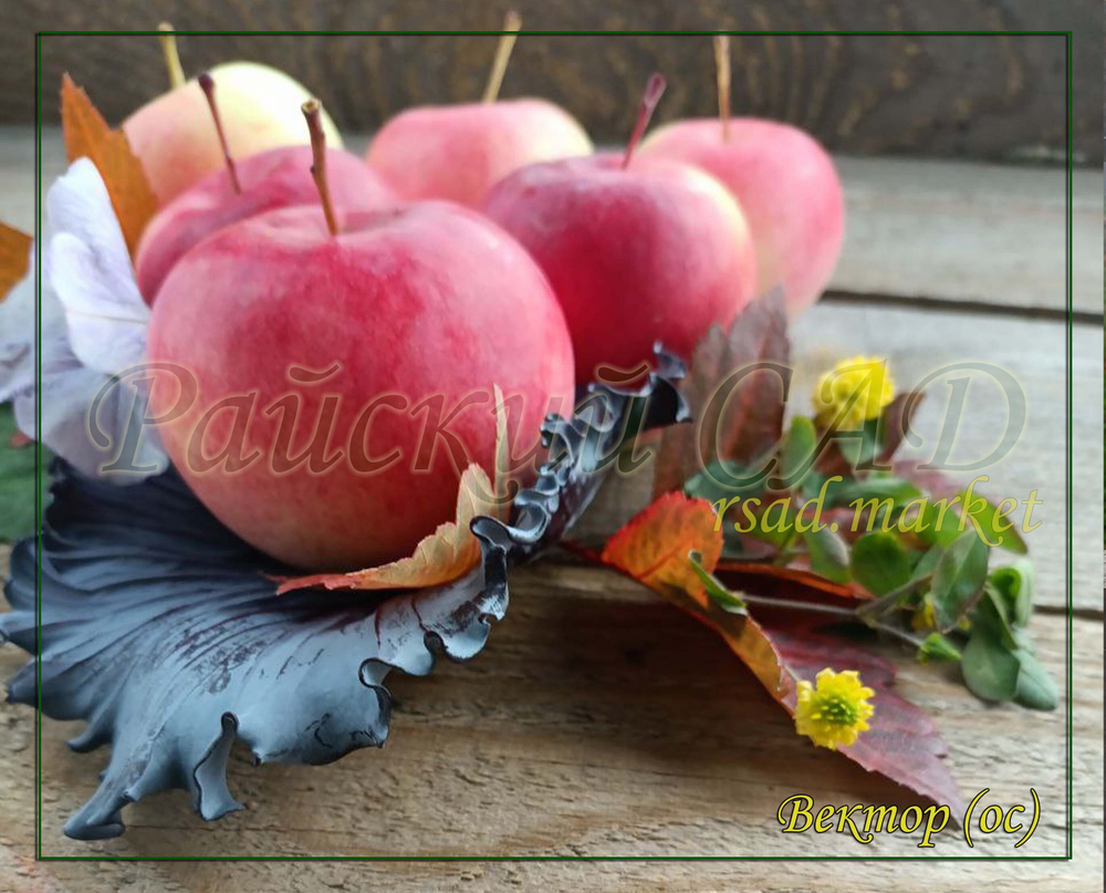 Яблоня Вектор