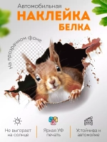 Наклейка автомобильная Белка выглядывает на прозрачном фоне