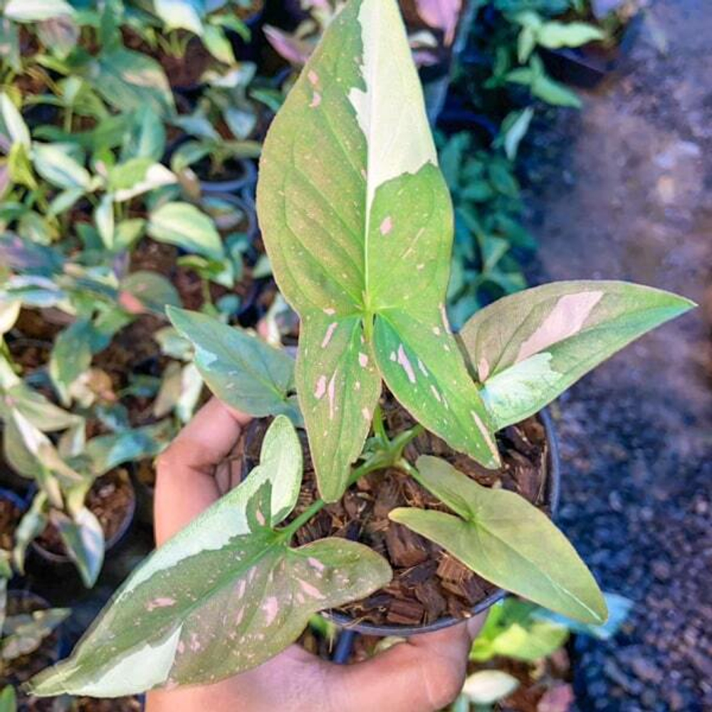 Сингониум TRICOLOR CHOCOLATE