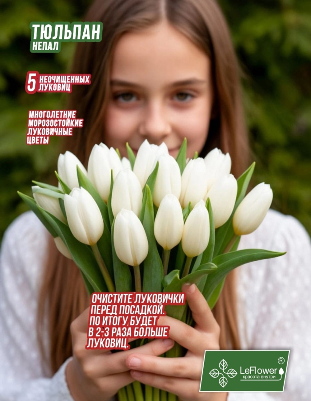 Тюльпан Луковица, Непал, 5+ шт
