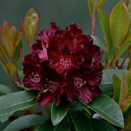 Рододендрон Блэк Перл