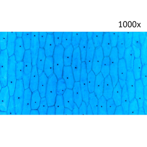 Цифровой микроскоп МИКМЕД LCD 1000x 2.0LB