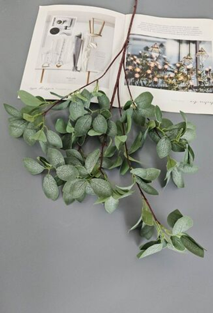 Эвкалипт Цинерия / Арт 1076