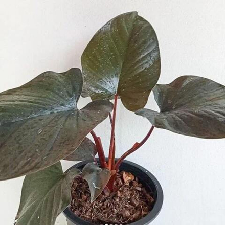 Хомаломена RED INDO