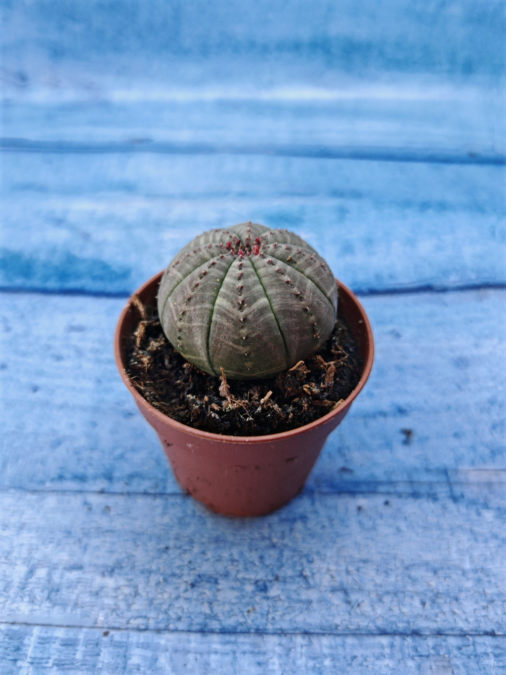 Euphorbia Obesa (Эуфорбия)