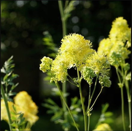 Василистник сизый. Thalictrum flavum subsp. Glaucum.