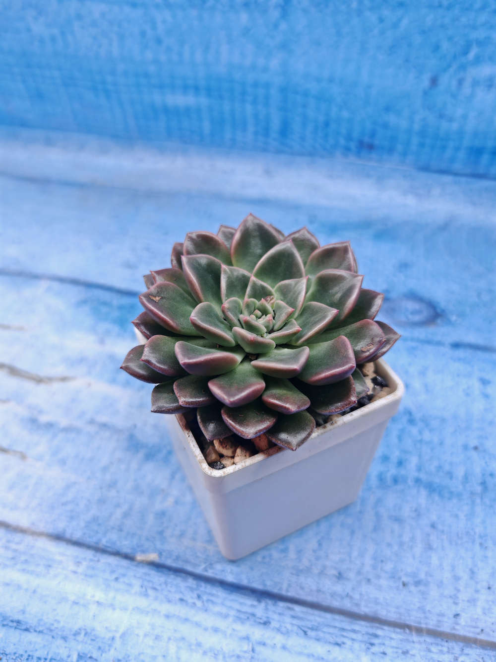 Graptopetalum Vega (Граптопеталлум)
