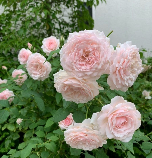 Роза на Штамбе Мисаки