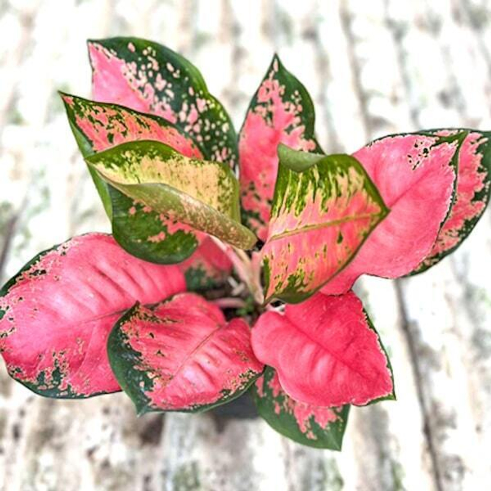 Аглаонема CHANG DAENG ROUND LEAF