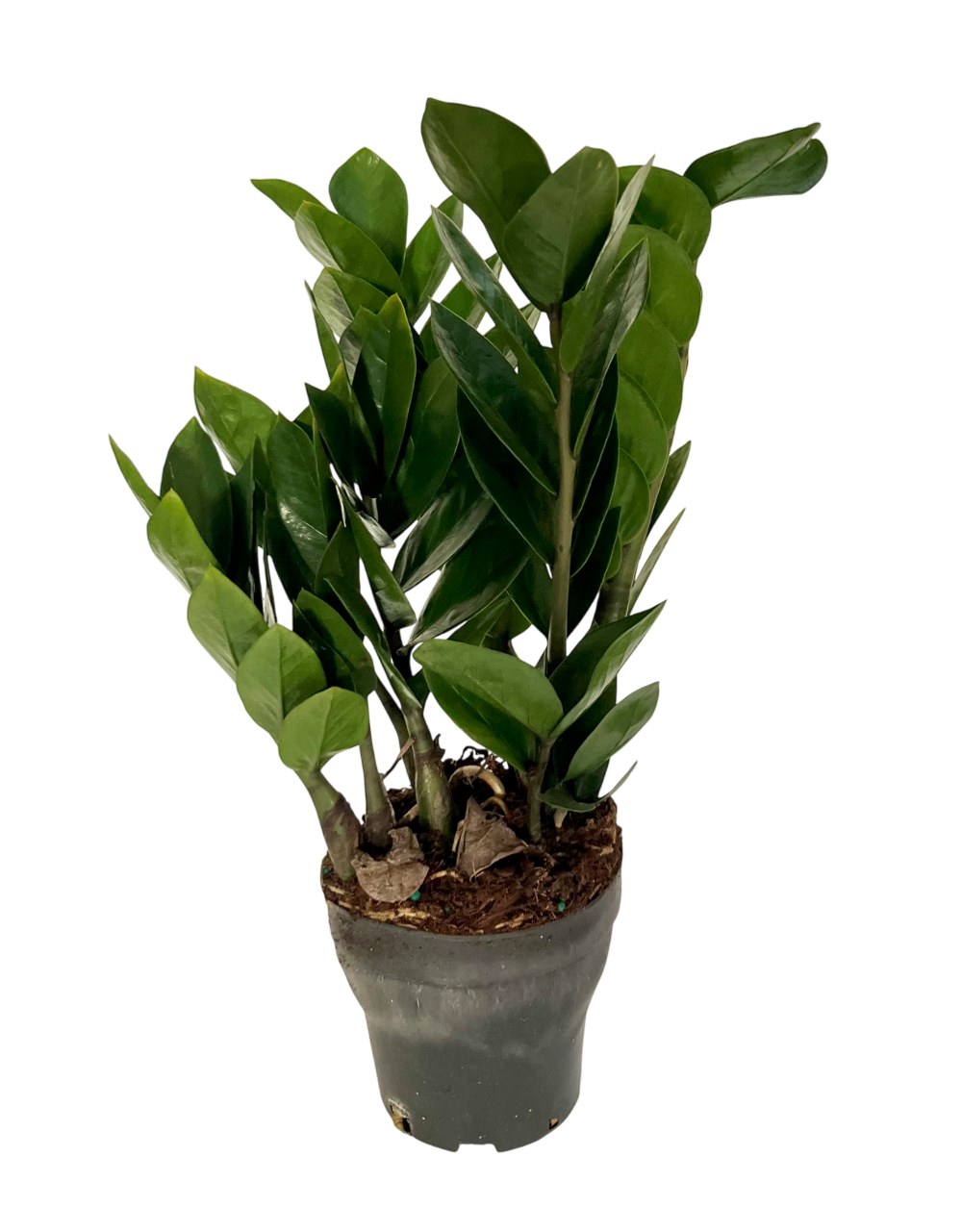 Замиокулькас Pointed Leaf д. 12