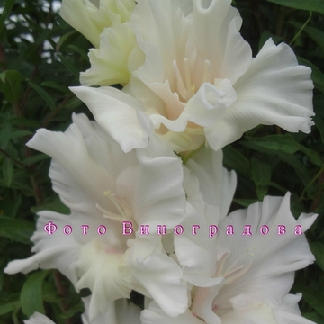 Гладиолус крупноцветковый Розовая Дымка