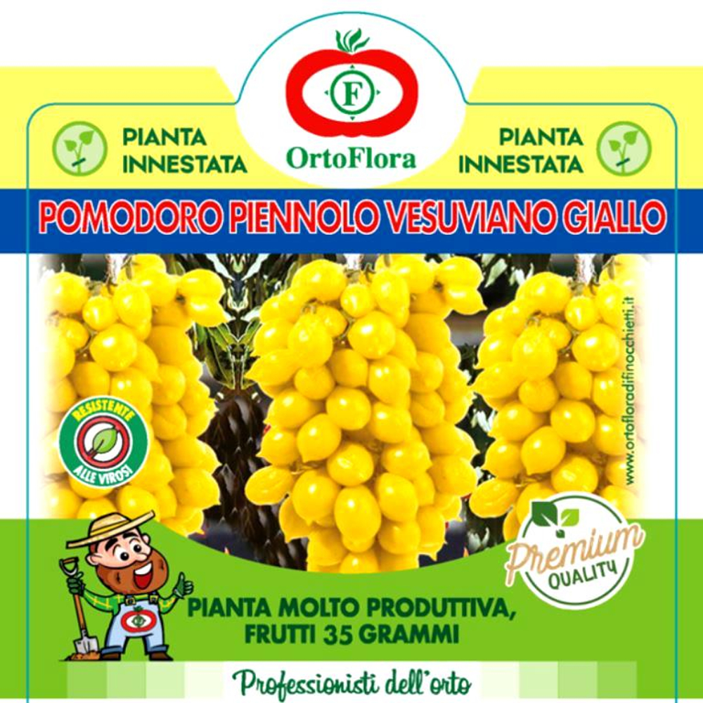 Помидоры Giagiù (Yellow Piennolo del Vesuvio) - Джаджу