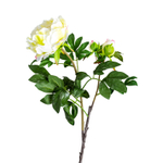 Цветок белого цвета 26422