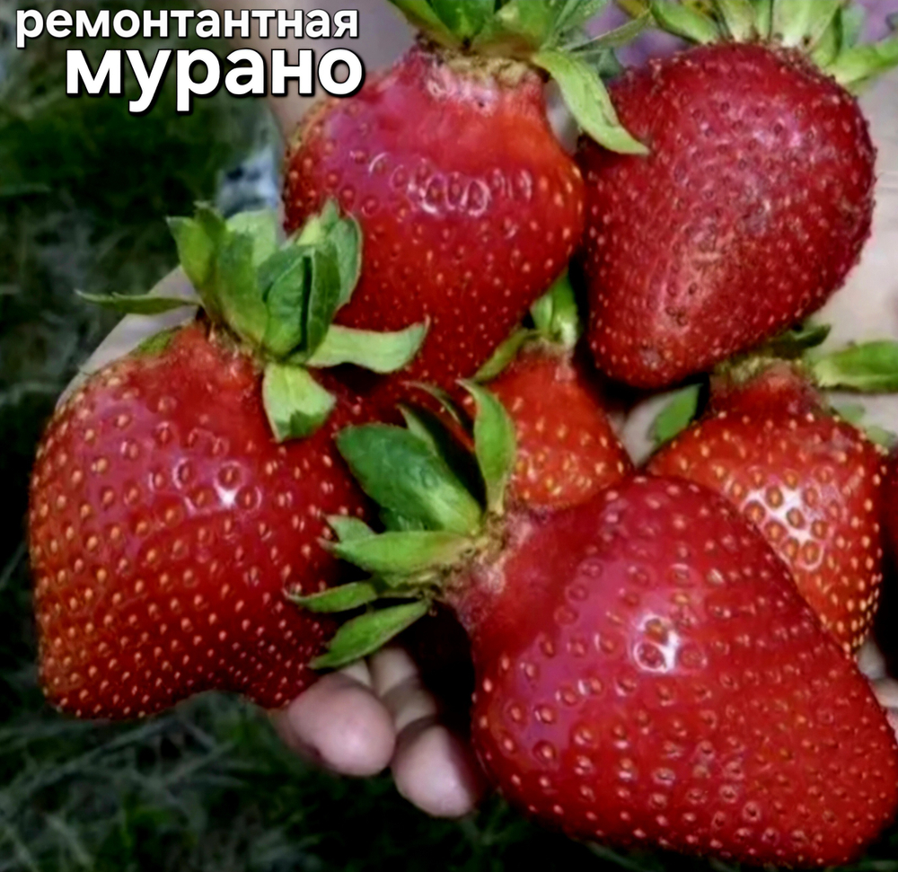 САЖЕНЦЫ РЕМОНТАНТНОЙ КЛУБНИКИ МУРАНО