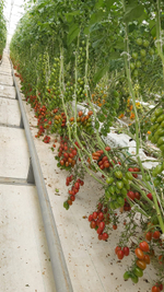 Тобреин F1 семена томата индетерминантного ( Yuksel Tohum / )