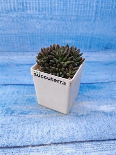 Sinocrassula Yunnanensis (Синокрассула)