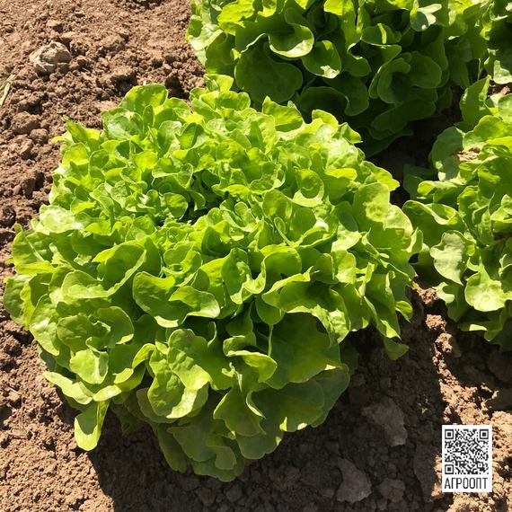 Кирибати семена салата дуболистного (Rijk Zwaan / Райк Цваан) в поле – фото 11