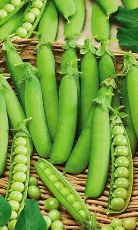 Горох Премиум сахарный Б/Ф УрДачник