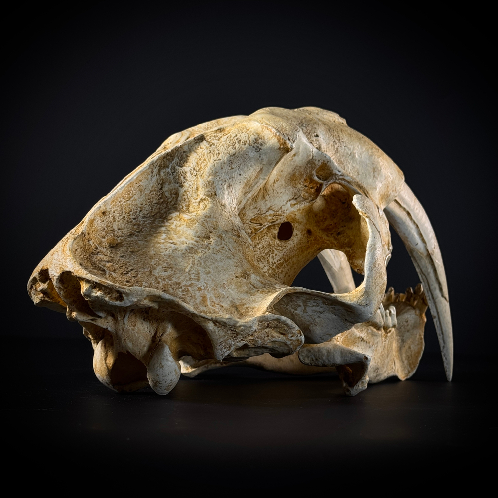 Smilodon