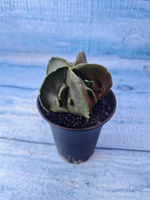 Astrophytum Myriostigma monstrosa (Астрофитум)