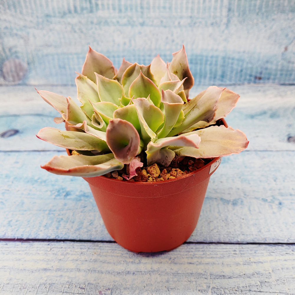 Echeveria Trumpet Pinky (Эхеверия)