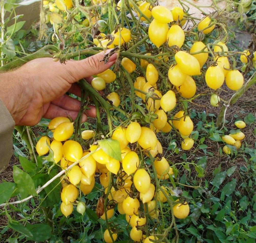 Помидоры Черри Сумасшедшие Ягоды - Bаrry’s Crazy Cherry Tomato