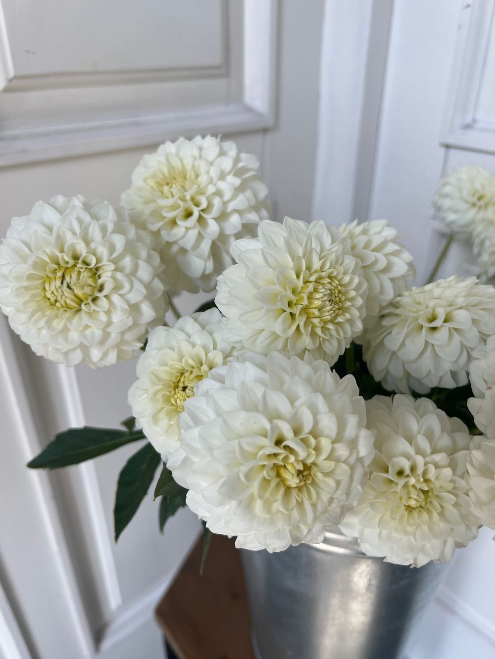 Георгина в белом оттенке