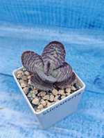 Kalanchoe Humilis (Каланхоэ)
