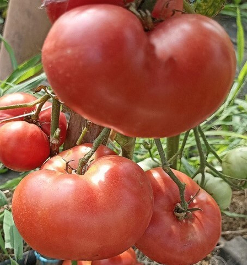 Гном Вкусное вино (TastyWine)