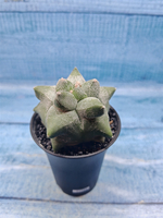 Astrophytum Myriostigma monstrosa (Астрофитум)