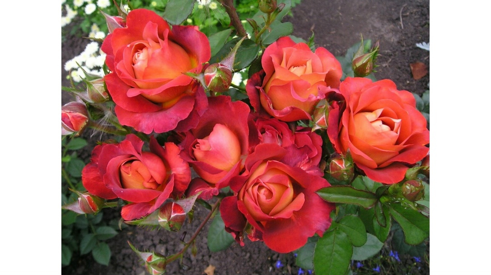 Роза Кофе Брейк. (Чайная)