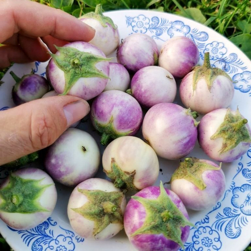 Баклажан Лавандовая Вишня - Lavender Cherry