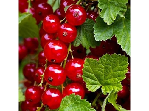 Смородина красная Рондом (`Rondom`)