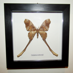 Бабочка Copiopteryx sonthonnaxi в рамке